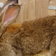 Darius, the giant rabbit.